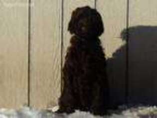 Labradoodle Puppy for sale in Highmore, SD, USA