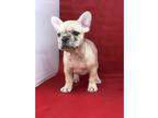 French Bulldog Puppy for sale in Beaumont, TX, USA