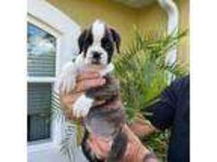 Boxer Puppy for sale in Deltona, FL, USA
