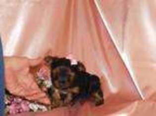 Yorkshire Terrier Puppy for sale in Warrensburg, MO, USA