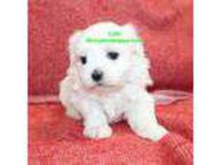 Maltese Puppy for sale in Littlerock, CA, USA