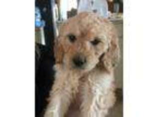 Goldendoodle Puppy for sale in Seward, PA, USA