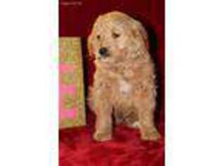 Goldendoodle Puppy for sale in West Lafayette, OH, USA