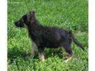 German Shepherd Dog Puppy for sale in Liberal, MO, USA