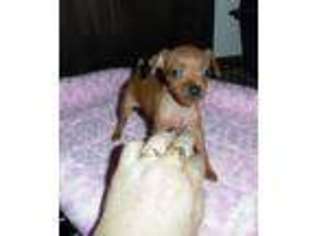Miniature Pinscher Puppy for sale in SACRAMENTO, CA, USA