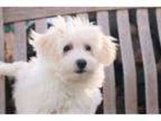Havanese Puppy for sale in HILLSIDE, NJ, USA