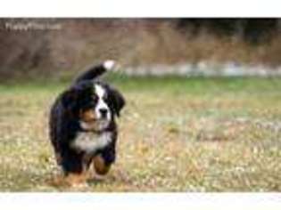Bernese Mountain Dog Puppy for sale in Melrose Park, IL, USA