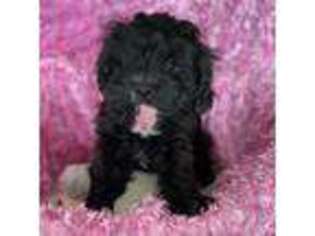 Cavapoo Puppy for sale in Nampa, ID, USA
