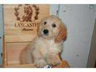 Goldendoodle Puppy for sale in Caledonia, IL, USA