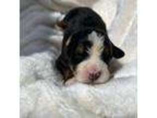 Bernese Mountain Dog Puppy for sale in Moorpark, CA, USA