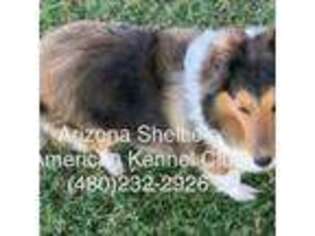 Shetland Sheepdog Puppy for sale in Glendale, AZ, USA