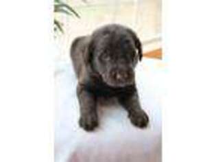 Labradoodle Puppy for sale in Cross Hill, SC, USA