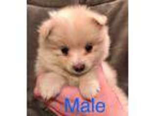 Pomeranian Puppy for sale in EAST HARTFORD, CT, USA