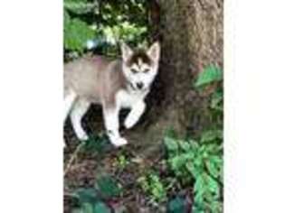 Siberian Husky Puppy for sale in Downingtown, PA, USA