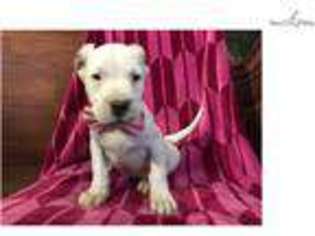 Dogo Argentino Puppy for sale in Lancaster, PA, USA