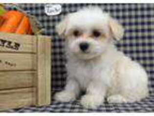Maltese Puppy for sale in Nashville, NC, USA