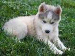 Siberian Husky Puppy for sale in Lenoir City, TN, USA