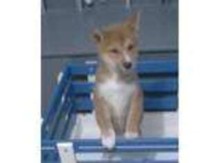 Shiba Inu Puppy for sale in Green Valley, AZ, USA