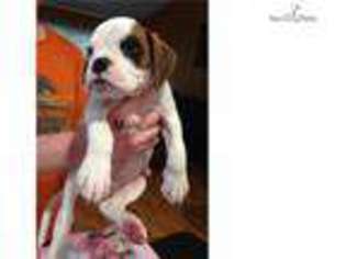 Boxer Puppy for sale in New Orleans, LA, USA