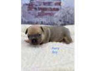 French Bulldog Puppy for sale in Mullins, SC, USA