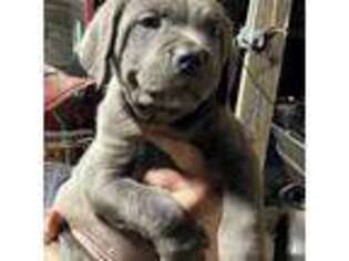 Cane Corso Puppy for sale in Camden, SC, USA
