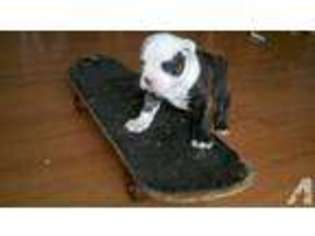 Bulldog Puppy for sale in BERNHARDS BAY, NY, USA