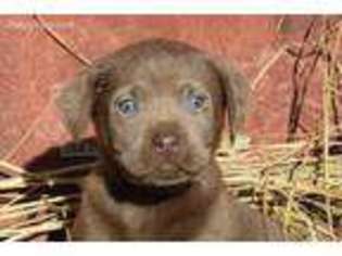 Labrador Retriever Puppy for sale in Elgin, SC, USA