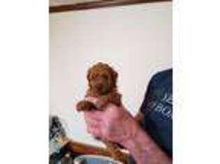 Mutt Puppy for sale in Moncks Corner, SC, USA