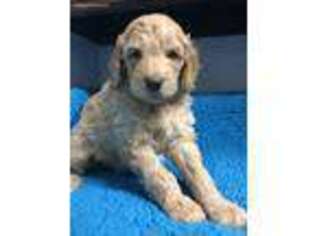 Goldendoodle Puppy for sale in Oklahoma City, OK, USA