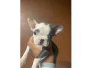 Boston Terrier Puppy for sale in Atwater, CA, USA