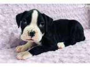 Boxer Puppy for sale in Hattiesburg, MS, USA