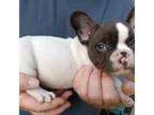 French Bulldog Puppy for sale in Binghamton, NY, USA