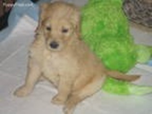 Goldendoodle Puppy for sale in Tiskilwa, IL, USA