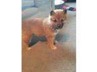 Medium Photo #1 Shiba Inu Puppy For Sale in White City, OR, USA