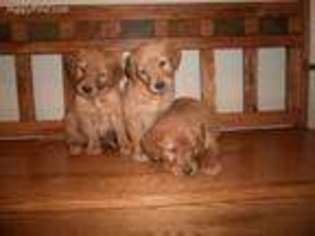 Golden Retriever Puppy for sale in Brownton, MN, USA