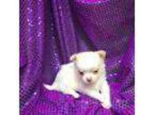 Chihuahua Puppy for sale in Chiefland, FL, USA