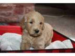 Goldendoodle Puppy for sale in Clever, MO, USA