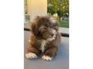 Shih-Poo Puppy for sale in Hughesville, MO, USA