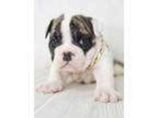 Bulldog Puppy for sale in Willow Springs, MO, USA