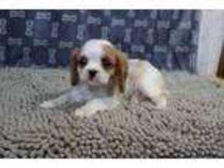 Cavalier King Charles Spaniel Puppy for sale in Millmont, PA, USA