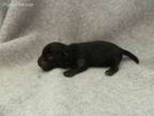 Yorkshire Terrier Puppy for sale in Wirtz, VA, USA