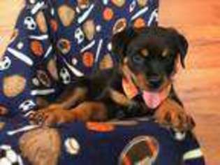 Rottweiler Puppy for sale in Peach Bottom, PA, USA