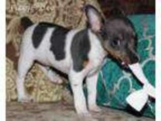 Rat Terrier Puppy for sale in Conshohocken, PA, USA