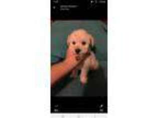 Schnoodle (Standard) Puppy for sale in Saint Maries, ID, USA