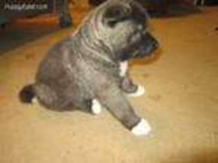 Akita Puppy for sale in South Haven, MI, USA