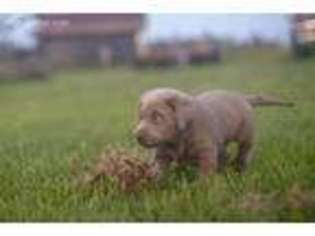 Labrador Retriever Puppy for sale in Flat Rock, AL, USA