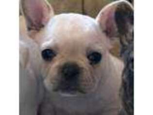 French Bulldog Puppy for sale in Hot Springs, AR, USA