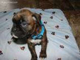 Boxer Puppy for sale in Allegan, MI, USA