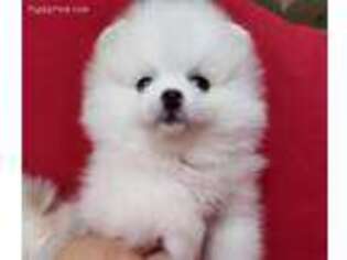 Pomeranian Puppy for sale in Long Grove, IL, USA