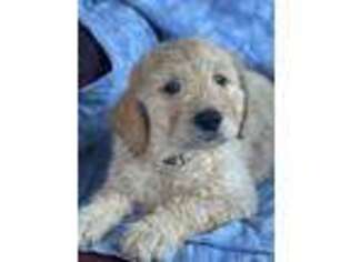Goldendoodle Puppy for sale in Ferndale, WA, USA